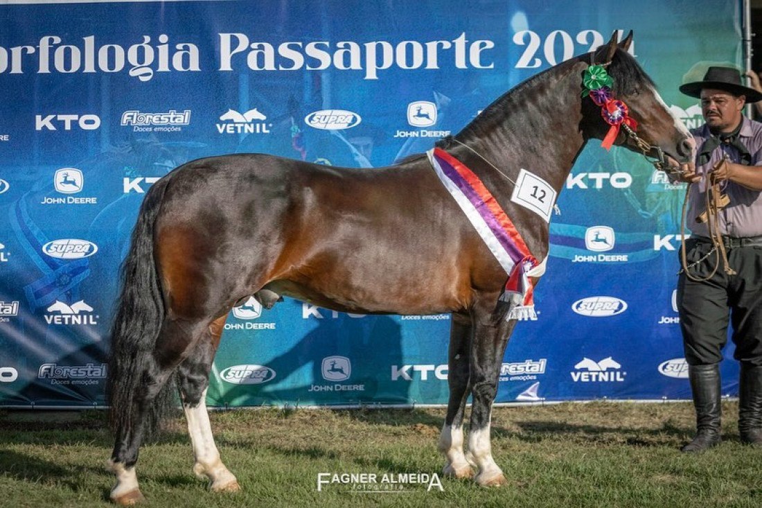 Garanhão Lanceiro do Fundo da Serra conquistou o troféu Reservado de Grande Campeão