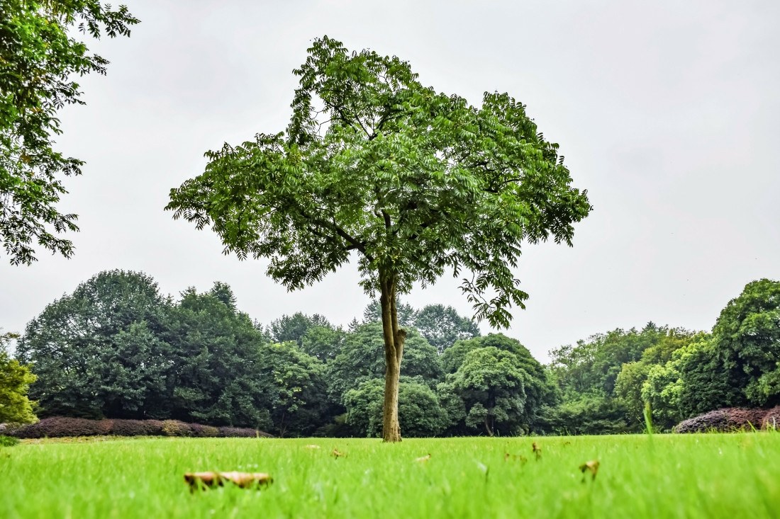 Mais de 1,2 trilhão de árvores precisam ser plantadas