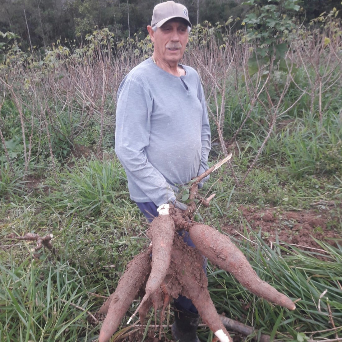 Seu Debrando já chegou a colher 130 toneladas de mandioca na propriedade