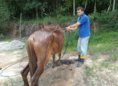 Ataque feroz das abelhas africanizadas