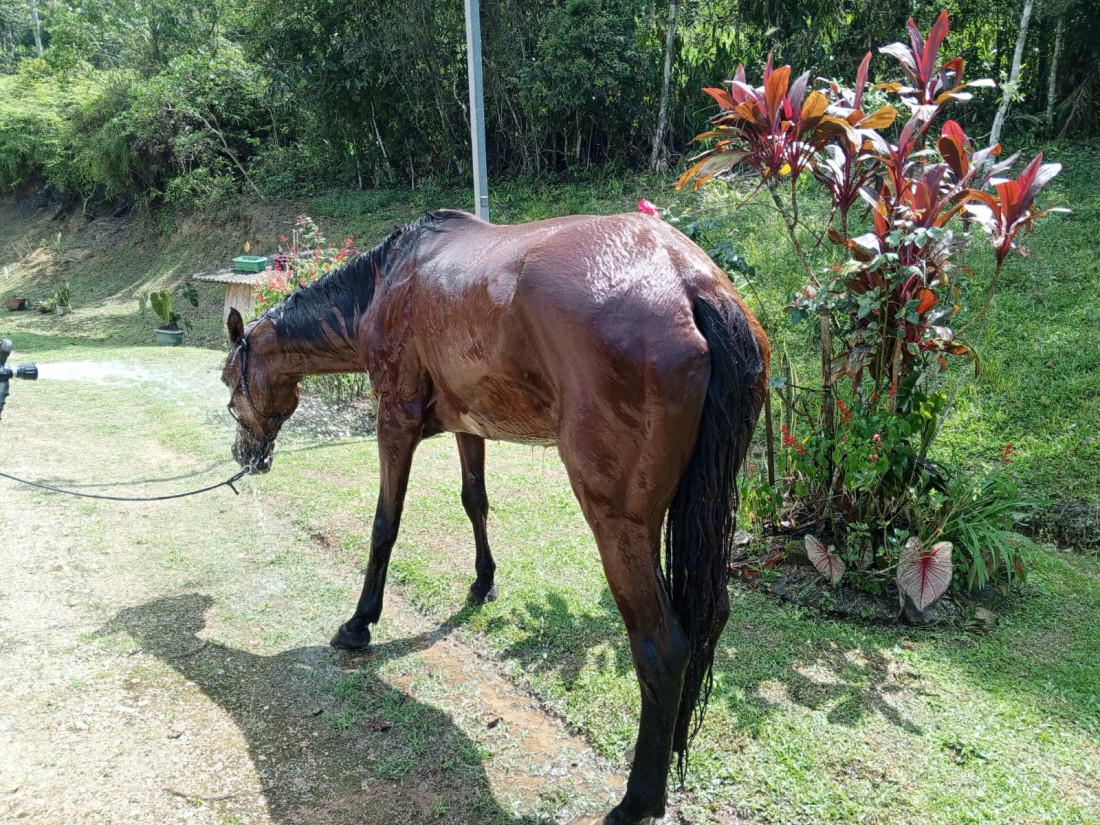 Animais não resistiram ao ataque das abelhas