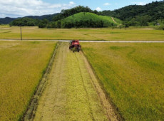 A colheita do arroz começou em Gaspar, impulsionando a economia local e envolvendo mais de 100 famílias